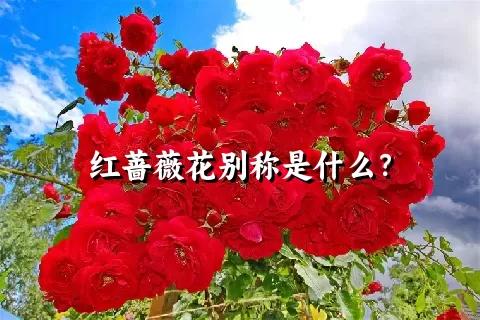 红蔷薇花别称是什么？