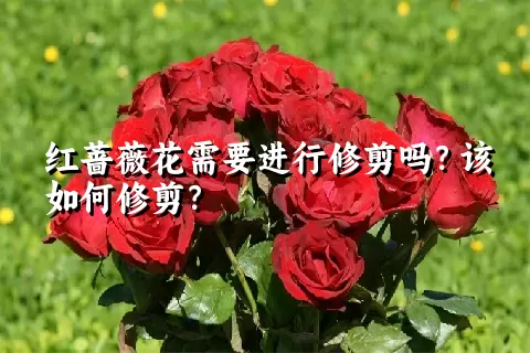 红蔷薇花需要进行修剪吗？该如何修剪？