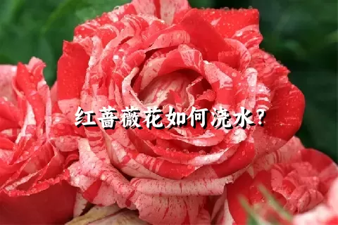 红蔷薇花如何浇水？