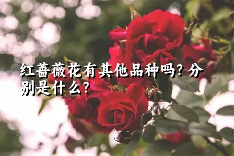 红蔷薇花有其他品种吗？分别是什么？