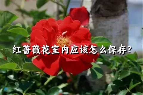 红蔷薇花室内应该怎么保存？