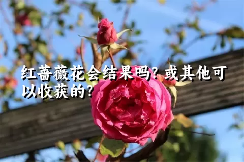 红蔷薇花会结果吗？或其他可以收获的？