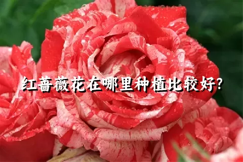 红蔷薇花在哪里种植比较好？