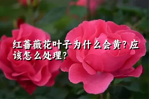 红蔷薇花叶子为什么会黄？应该怎么处理？