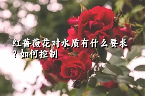 红蔷薇花对水质有什么要求？如何控制