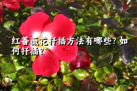 红蔷薇花扦插方法有哪些？如何扦插？