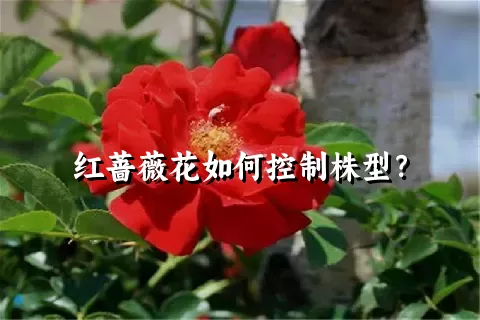 红蔷薇花如何控制株型？