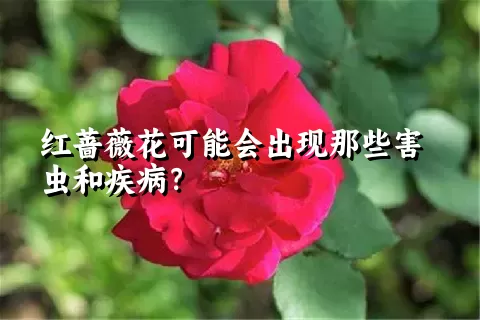 红蔷薇花可能会出现那些害虫和疾病？