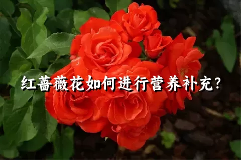 红蔷薇花如何进行营养补充？