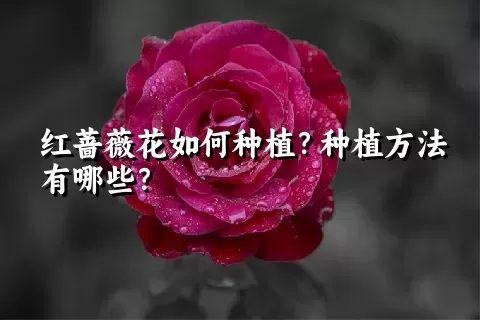 红蔷薇花如何种植？种植方法有哪些？