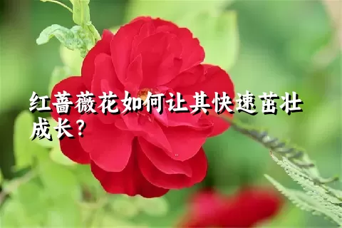 红蔷薇花如何让其快速茁壮成长？