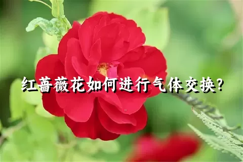 红蔷薇花如何进行气体交换？