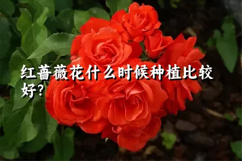 红蔷薇花什么时候种植比较好？