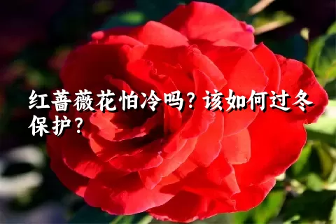 红蔷薇花怕冷吗？该如何过冬保护？