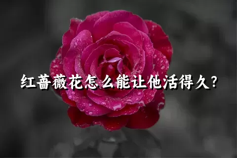 红蔷薇花怎么能让他活得久？