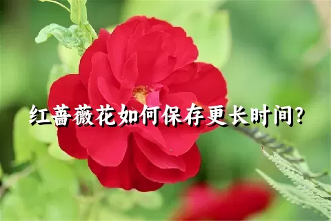 红蔷薇花如何保存更长时间？