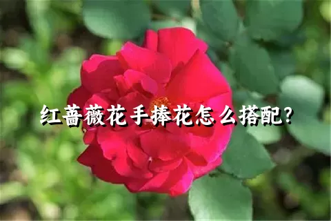 红蔷薇花手捧花怎么搭配？