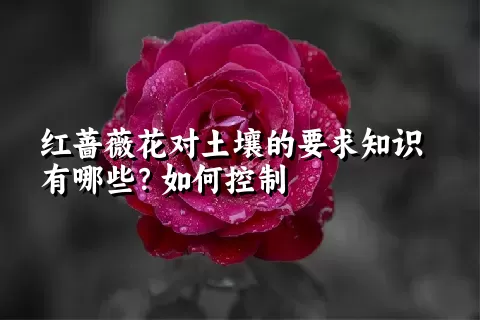 红蔷薇花对土壤的要求知识有哪些？如何控制