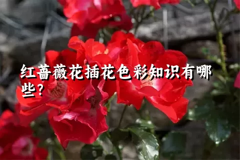 红蔷薇花插花色彩知识有哪些？