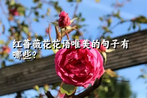 红蔷薇花花语唯美的句子有哪些？