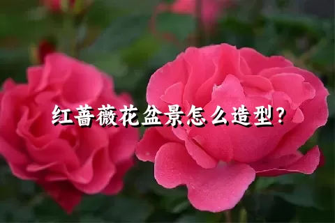 红蔷薇花盆景怎么造型？