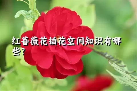 红蔷薇花插花空间知识有哪些？