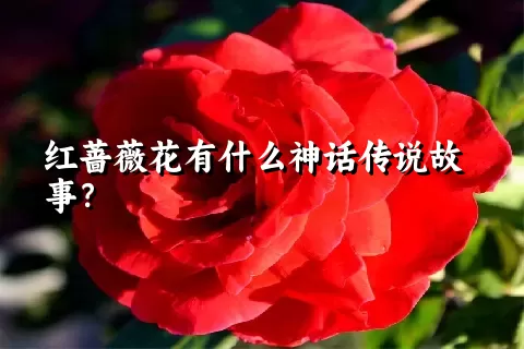 红蔷薇花有什么神话传说故事？