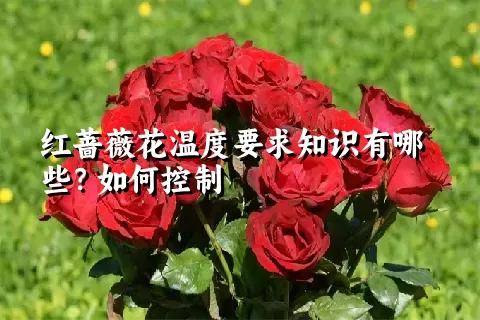 红蔷薇花温度要求知识有哪些？如何控制