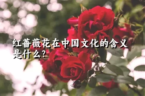 红蔷薇花在中国文化的含义是什么？