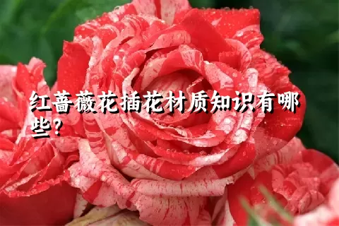 红蔷薇花插花材质知识有哪些？