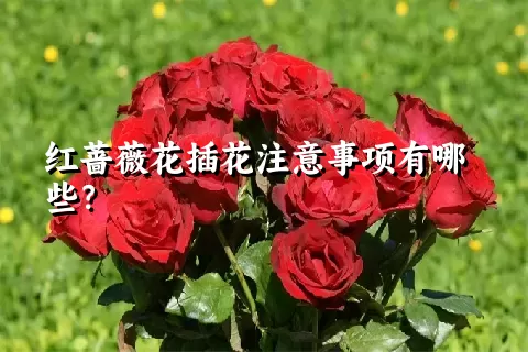 红蔷薇花插花注意事项有哪些？