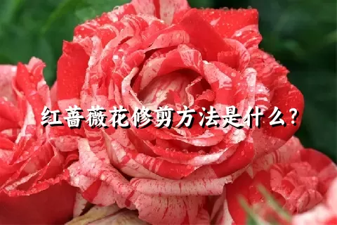 红蔷薇花修剪方法是什么？