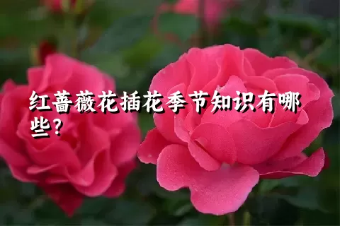 红蔷薇花插花季节知识有哪些？