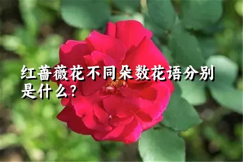 红蔷薇花不同朵数花语分别是什么？