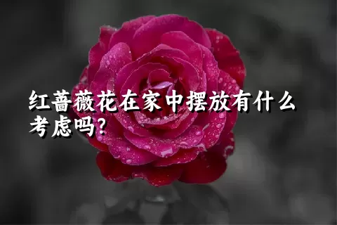 红蔷薇花在家中摆放有什么考虑吗？