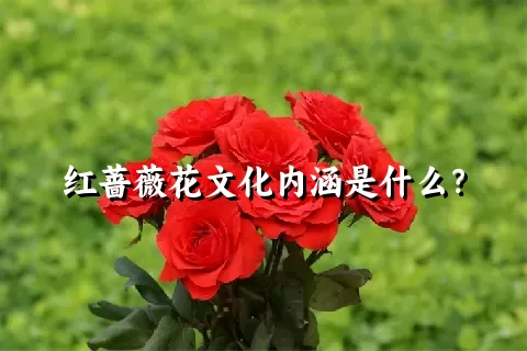 红蔷薇花文化内涵是什么？