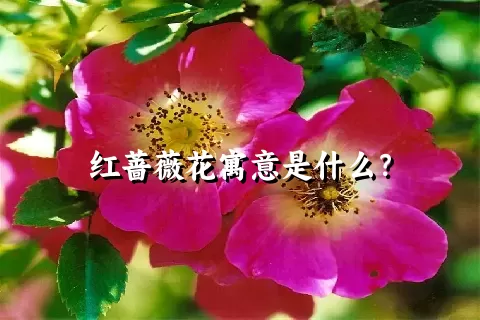 红蔷薇花寓意是什么？