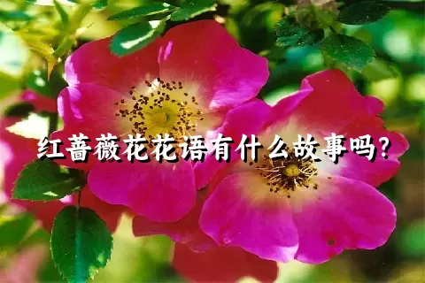 红蔷薇花花语有什么故事吗？