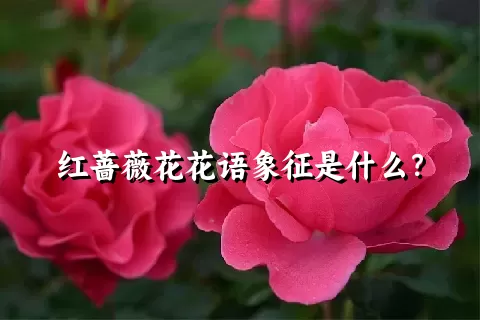 红蔷薇花花语象征是什么？