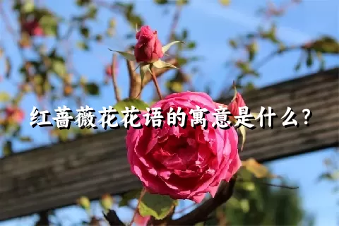 红蔷薇花花语的寓意是什么？