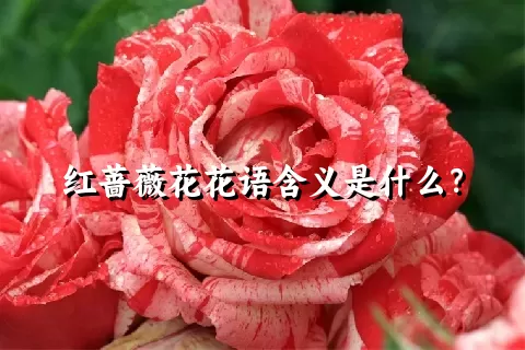 红蔷薇花花语含义是什么？