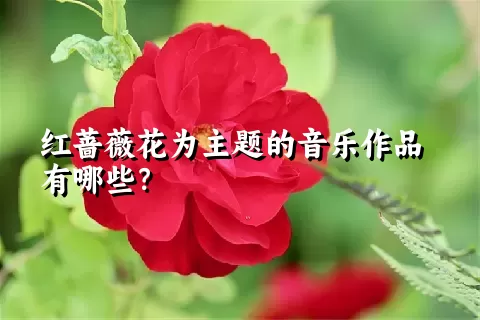 红蔷薇花为主题的音乐作品有哪些？