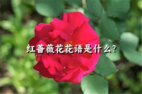 红蔷薇花花语是什么？