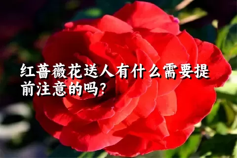 红蔷薇花送人有什么需要提前注意的吗？