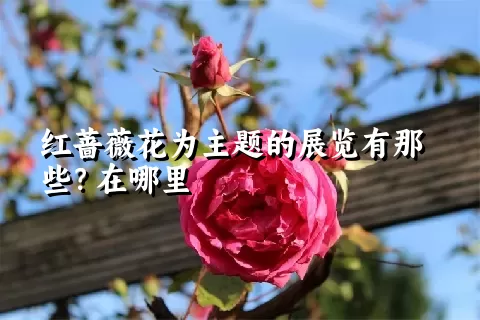 红蔷薇花为主题的展览有那些？在哪里