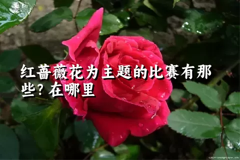 红蔷薇花为主题的比赛有那些？在哪里