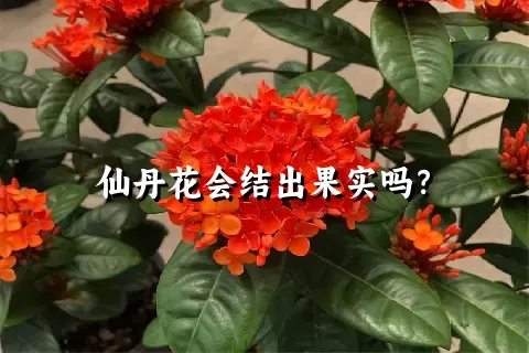 仙丹花会结出果实吗？