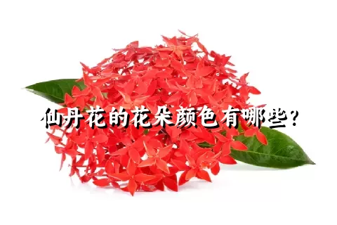 仙丹花的花朵颜色有哪些？