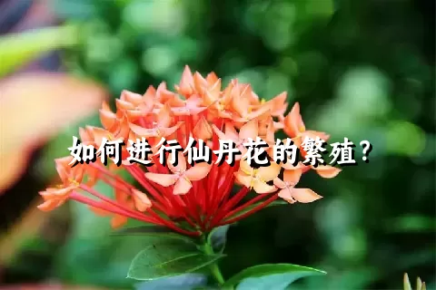 如何进行仙丹花的繁殖？