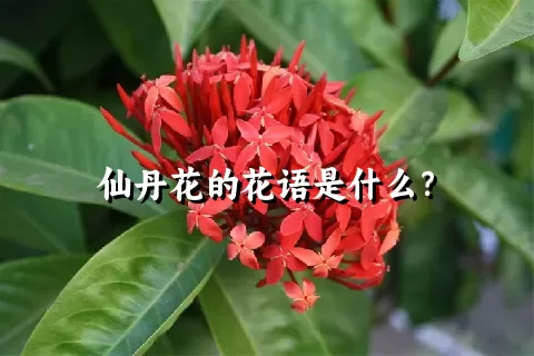 仙丹花的花语是什么？